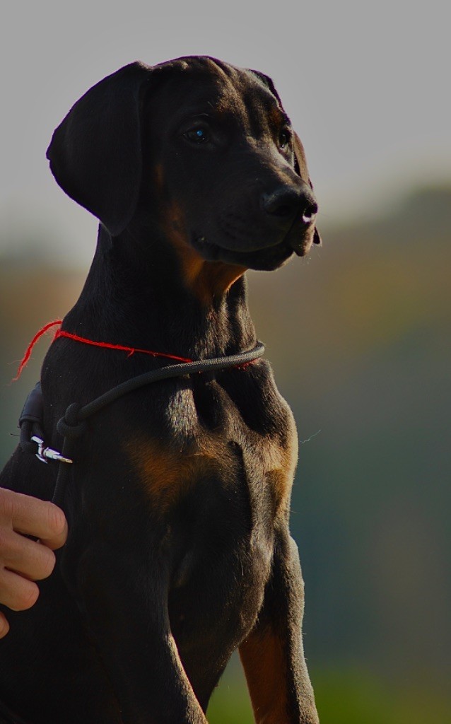 De Chardmethée - Chiot disponible  - Dobermann