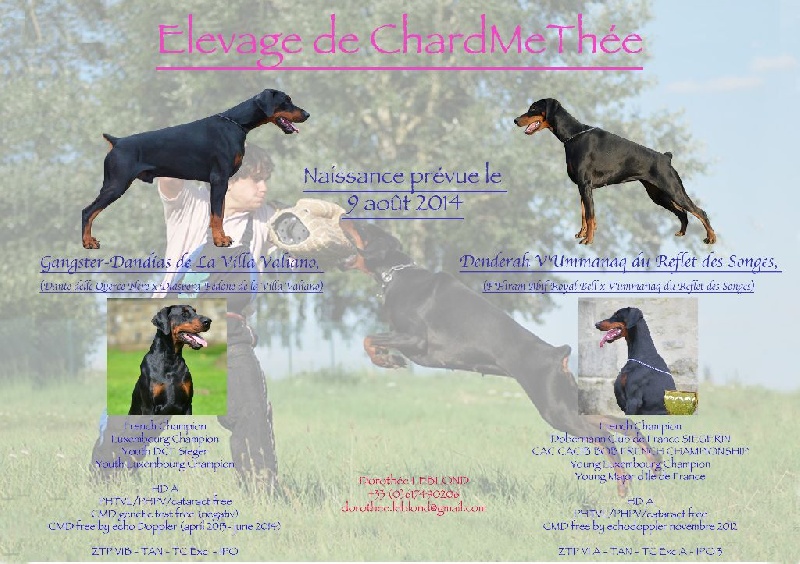 De Chardmethée - Dobermann - Portée née le 08/08/2014