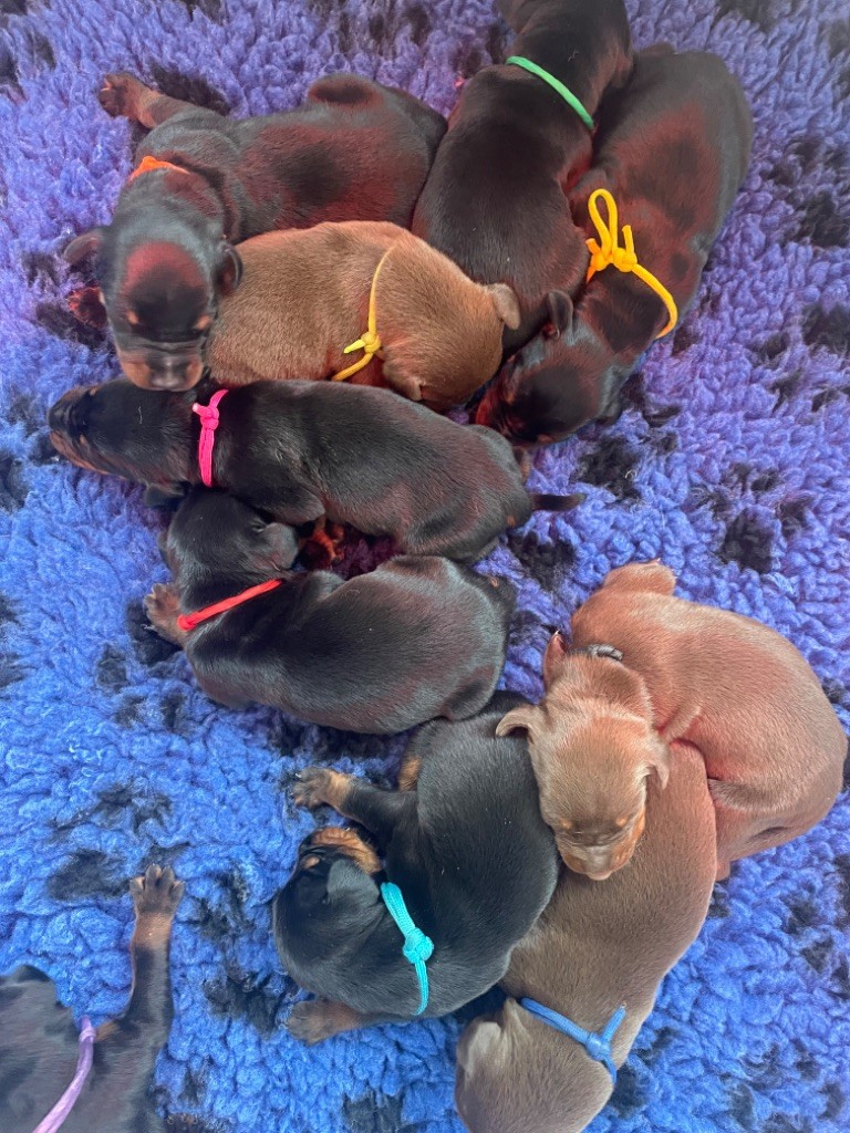 chiot Dobermann De Chardmethée