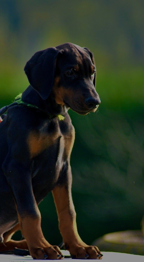 De Chardmethée - Chiot disponible  - Dobermann