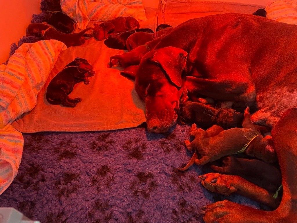 Chiot Dobermann De Chardmethée