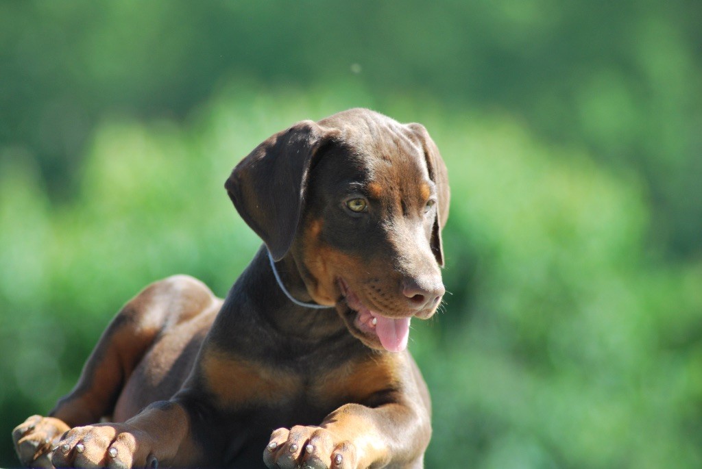 De Chardmethée - Chiots disponibles - Dobermann