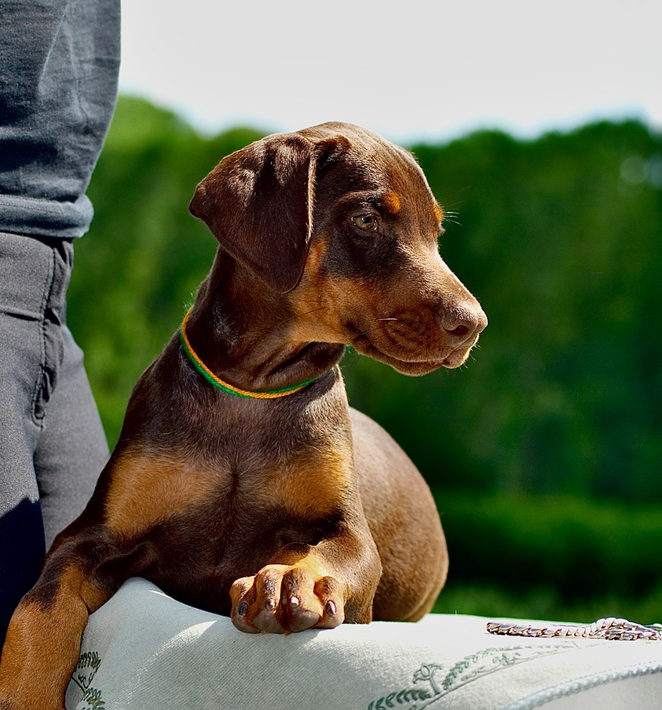 De Chardmethée - Chiots disponibles - Dobermann