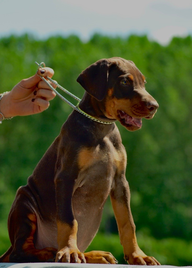 De Chardmethée - Chiots disponibles - Dobermann