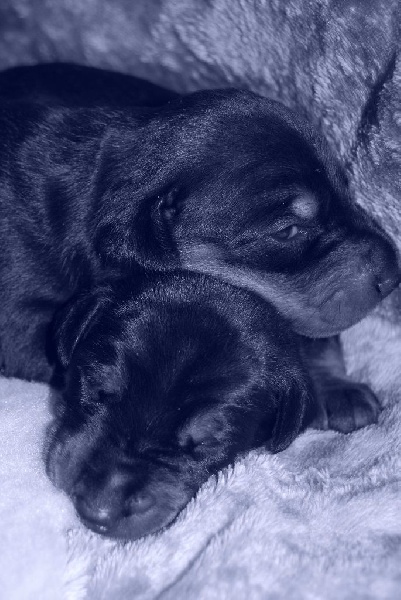 Chiot Dobermann De Chardmethée